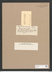 Stauroneis brebissonii Castr. (de-Toni-Nr.: Genus 6, Species 890) Zeichnungen Sammlung Grunow Nr. 1749 (NHMW-BOT-W0368634)
